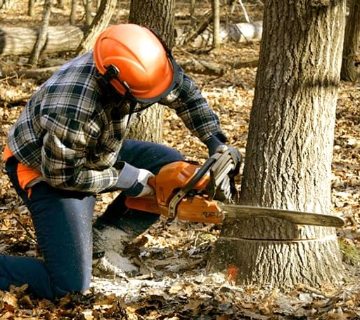 Arborist assessing tree health in Colorado